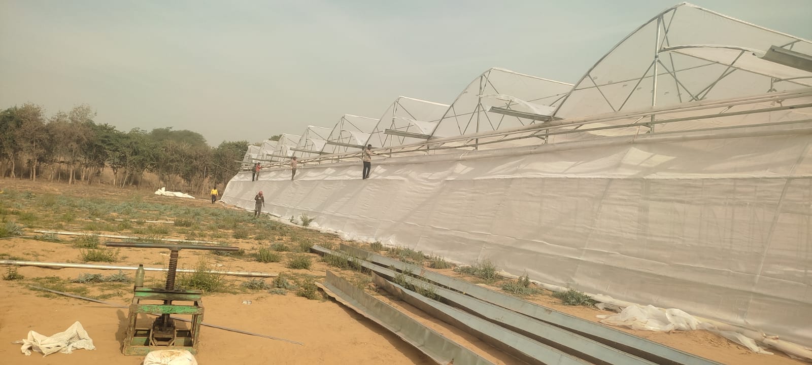 Greenhouse Project 49